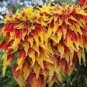 Amaranthus Tricolor Perfecta 100 PCS Seeds