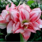 Amaryllis 100 PCS Seeds