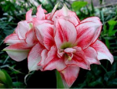 Amaryllis 100 PCS Seeds