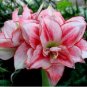Amaryllis 100 PCS Seeds