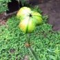 Amaryllis 100 PCS Seeds