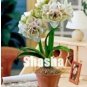 Amaryllis 100 PCS Seeds