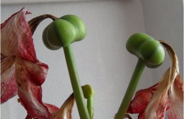 Amaryllis Bonsai Amaryllis Flower Bonsai Amaryllis Hydroponic Plants 50 Seeds