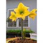 Amaryllis Bonsai Amaryllis Flower Bonsai Amaryllis Hydroponic Plants 50 Seeds