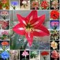 Amaryllis Bonsai Amaryllis Flower Bonsai Amaryllis Hydroponic Plants 50 Seeds