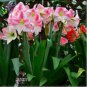 Amaryllis Bonsai Hippeastrum Flower 100 PCS Seeds