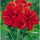 Amaryllis Bulbs Black Red Golden Trible Color 2 PCS Seeds Amaryllis Bulbs Black Red Golden Trible Color 2 PCS Seeds
