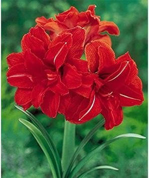 Amaryllis Bulbs Black Red Golden Trible Color 2 PCS Seeds