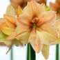 Amaryllis Bulbs hippeastrum Flowers Home Garden 2 PCS Bulbs