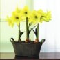 Amaryllis Bulbs hippeastrum Flowers Home Garden 2 PCS Bulbs