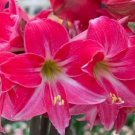 Amaryllis 100 PCS Seeds