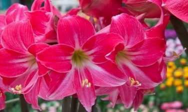 Amaryllis 100 PCS Seeds