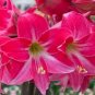 Amaryllis 100 PCS Seeds