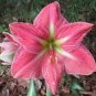 Amaryllis 100 PCS Seeds