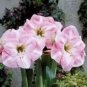 Amaryllis 100 PCS Seeds