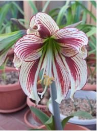Amaryllis Bulbs Papilio Hippeastrum Bulbs 5 PCS Seeds