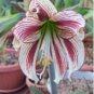 Amaryllis Bulbs Papilio Hippeastrum Bulbs 5 PCS Seeds