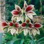 Amaryllis Bulbs Papilio Hippeastrum Bulbs 5 PCS Seeds