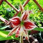 Amaryllis Bulbs Papilio Hippeastrum Bulbs 5 PCS Seeds