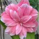 Amaryllis Cheap Amaryllis Flower 200 PCS Seeds