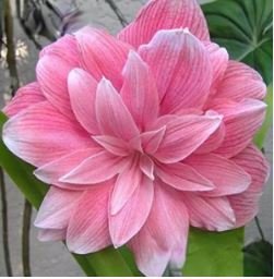 Amaryllis Cheap Amaryllis Flower 200 PCS Seeds