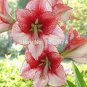 Amaryllis Cheap Amaryllis Flower 200 PCS Seeds