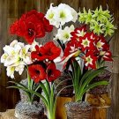 Amaryllis Chinese Bonsai Amarilis Planting 100 PCS Seeds