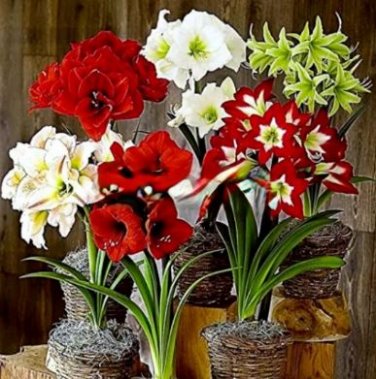 Amaryllis Chinese Bonsai Amarilis Planting 100 PCS Seeds