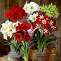 Amaryllis Chinese Bonsai Amarilis Planting 100 PCS Seeds