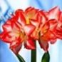 Amaryllis Chinese Bonsai Amarilis Planting 100 PCS Seeds