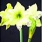 Amaryllis Chinese Bonsai Amarilis Planting 100 PCS Seeds