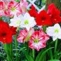 Amaryllis Chinese Bonsai Amarilis Planting 100 PCS Seeds