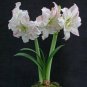 Amaryllis Flower 100 PCS Seeds