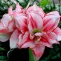 Amaryllis Flower 100 PCS Seeds