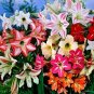 Amaryllis Flower 100 PCS Seeds