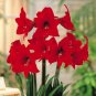 Amaryllis Red Lion 1 PCS flower bulb