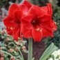 Amaryllis Red Lion 1 PCS flower bulb