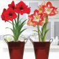 Amaryllis Red Lion 1 PCS flower bulb