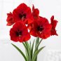 Amaryllis Red Lion 1 PCS flower bulb