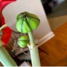Amaryllis Seed 'Tiger' 100 PCS Seeds