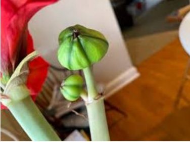 Amaryllis Seed 'Tiger' 100 PCS Seeds