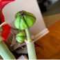 Amaryllis Seed 'Tiger' 100 PCS Seeds