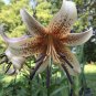 Amaryllis Seed 'Tiger' 100 PCS Seeds