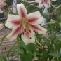 Amaryllis Seed 'Tiger' 100 PCS Seeds