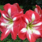 Amaryllis Chinese Bonsai Amarilis Planting 100 PCS Seeds
