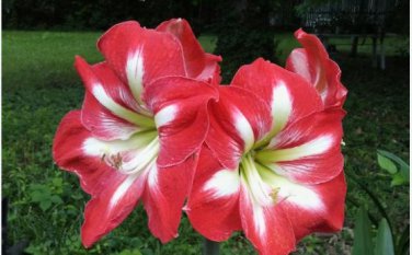 Amaryllis Chinese Bonsai Amarilis Planting 100 PCS Seeds