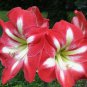 Amaryllis Chinese Bonsai Amarilis Planting 100 PCS Seeds