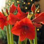 Amaryllis Chinese Bonsai Amarilis Planting 100 PCS Seeds