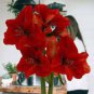 Amaryllis Chinese Bonsai Amarilis Planting 100 PCS Seeds