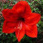 Amaryllis Chinese Bonsai Amarilis Planting 100 PCS Seeds